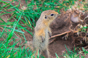 Naklejka na ściany i meble squirrel in park