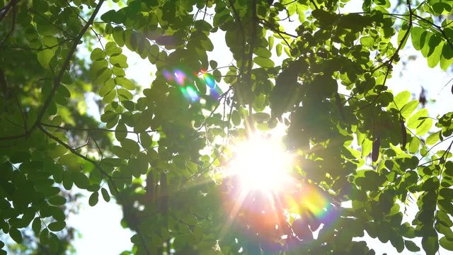 Beautiful sunny green tree background. Real time 4k video footage.