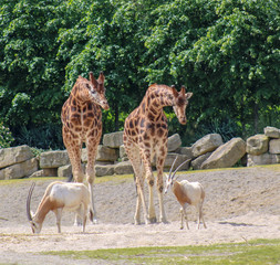 Group of giraffes and scimitar oryx in zoo