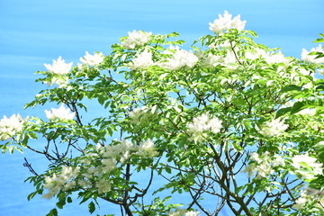 Fiori di Il sommacco siciliano (Rhus coriaria L.) è una pianta appartenente alla famiglia delle Anacardiaceae
