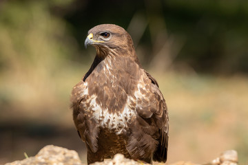 buzzard
