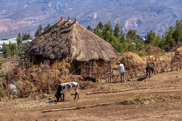 Ethiopian farmer in the countryside is repair a cattle fence in front of his hut, Oromia Region, Ethiopia