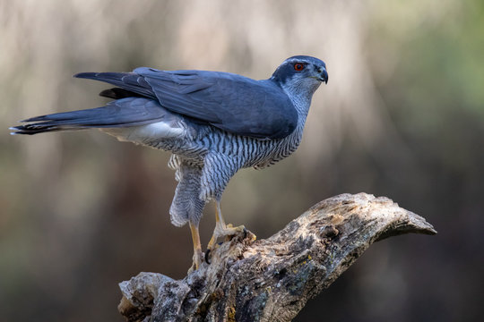 goshawk