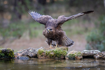 buzzard