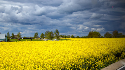 Rapsfeld