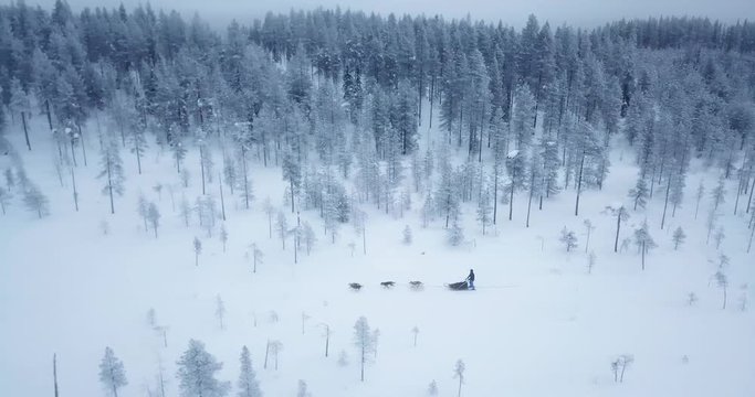Aerial, drone shot, following a sledge, pulled by husky dog, on a polar night, at blue hour, in a snowy forest, on a moody, dark winter day, in Salla, Lapland, Finland