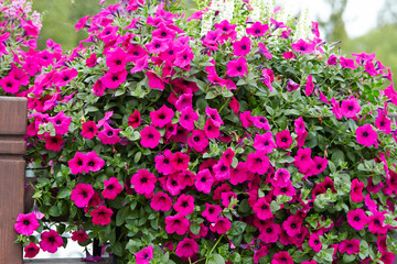 Fototapeta premium Pink flower bed garden background 