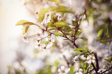 White delicate fragrant cherry flowers on the branches of the Bush with young green leaves, illuminated by the pleasant sunlight of the summer day.
