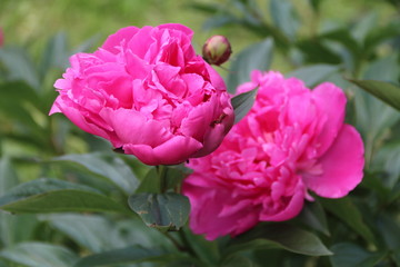 pink rose in the garden