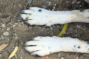 English pointing dog cute leg 