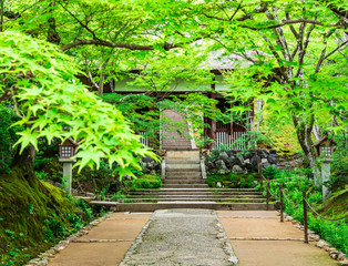 Obraz premium 京都 常寂光寺の青もみじ