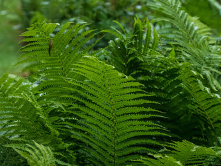 OLYMPUS DIGITAL CAMERA - RAIN