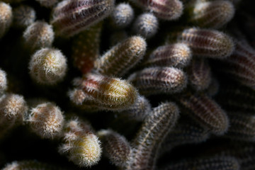 Cactus con luces y sombras