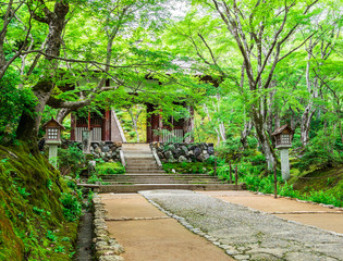 京都　常寂光寺の青もみじ