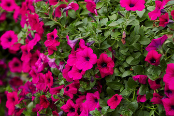 Pink flower bed garden background 