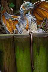 Insect on green leaf against sunset orange background