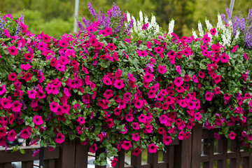 Fototapeta na wymiar Pink flower bed garden background 
