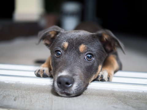 Papaye the young female dog