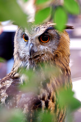 Owl in town