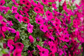 Pink flower bed garden background 