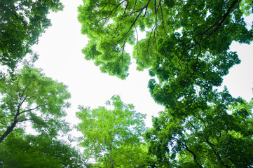 Fototapeta premium bright green tops of trees against the sky. In the summer in the park
