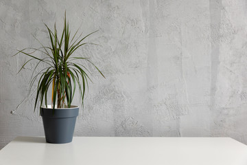 Modern work table with green plant in grey pot in home office studio. Freelance designer or blogger desktop. Wall Background, copy space for your text