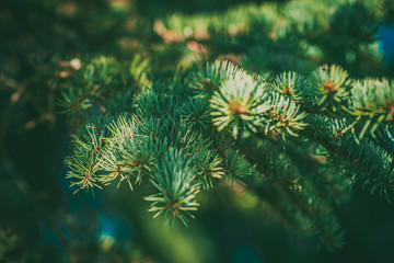 Naklejka na ściany i meble Beautiful spruce branch. Beautiful spruce. Fresh spruce close up.