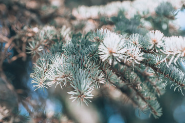 Beautiful spruce branch. Beautiful spruce. Fresh spruce close up.