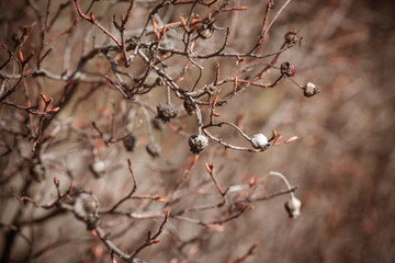 wild rose berries on a bush. old dog rose. vintage bush rose.
