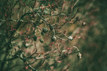 wild rose berries on a bush. old dog rose. vintage bush rose.