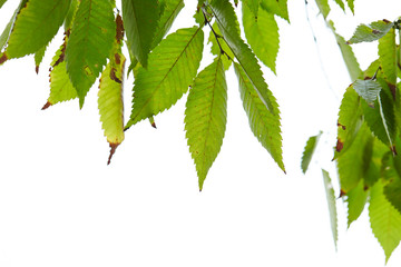 Tree branches with leaves on white background 