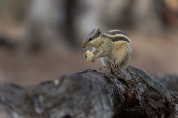 Beautiful Portrait of a Squirrel on the Tree Trunk against a soft green blurry background