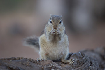 Beautiful Portrait of a Squirrel on the Tree Trunk against a soft green blurry background