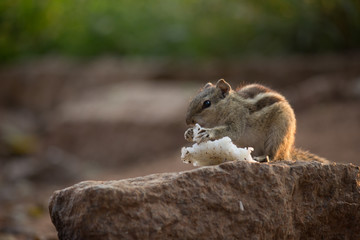 Beautiful Portrait of a Squirrel on the Tree Trunk against a soft green blurry background