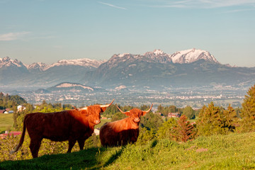 Highland cows in Rheintal