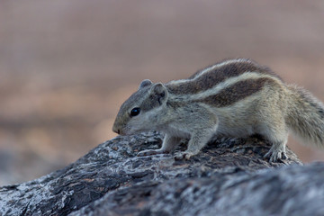 Beautiful Portrait of a Squirrel on the Tree Trunk against a soft green blurry background