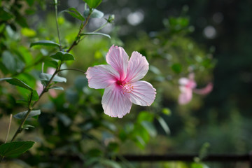 Obraz na płótnie Canvas Beautiful Portrait of Hibiscus flower in a soft blurry background