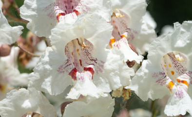 Macro photo of backlit Catalpa bignonioides flowers, also known as southern catalpa, cigartree, and...