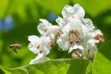 A bee foraging a Catalpa bignonioides flowers, also known as southern catalpa, cigartree, and Indian-bean-tree.