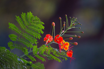 Obraz premium Beautiful Portrait of Royal poinciana flowers agains a soft green blurry background