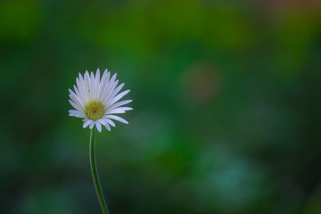 Beautiful Portrait of Gaillardia aristata flower against a soft green blurry background