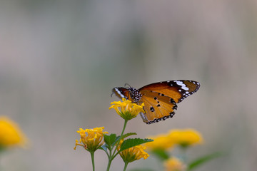 Beautiful Portrait of The Plain Tiger Butterfly on the Flower Plants in a soft green blurry background during Spring Season