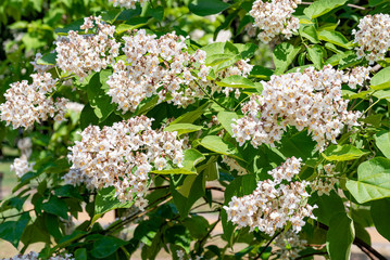 Catalpa bignonioides flowers, also known as southern catalpa, cigartree, and Indian-bean-tree.