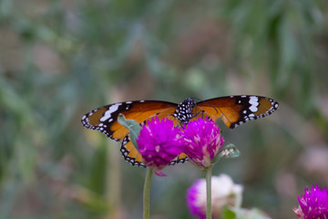 Fototapeta na wymiar Beautiful Portrait of The Plain Tiger Butterfly on the Flower Plants in a soft green blurry background during Spring Season