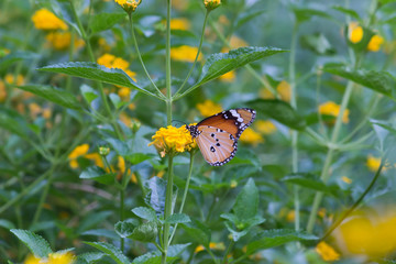Beautiful Portrait of The Plain Tiger Butterfly on the Flower Plants in a soft green blurry background during Spring Season
