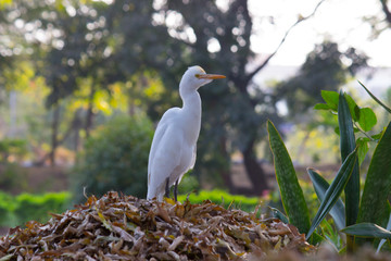  A Portrait of Cattle Egret in its natural habitat against a soft green blurry background