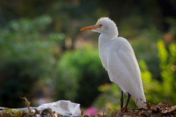  A Portrait of Cattle Egret in its natural habitat against a soft green blurry background