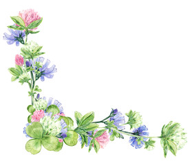 Watercolor corner frame with clover and chicory. Hand draw illustration with clipping path. Summer flowers for you beautiful design.