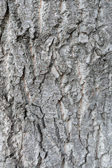 The texture of the tree bark. Vertical background of wooden bark.
