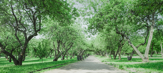 Fototapeta premium Alley in an old apple garden. Landscape for travel design